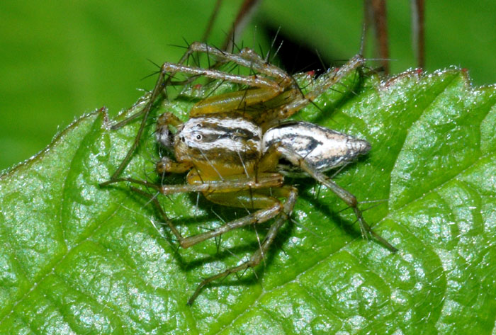 Oxyopes lineatus